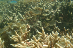 Siganus spinus
