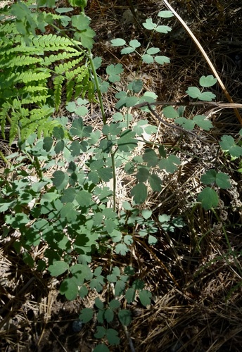 iNaturalist observation photo of Fendler's Meadow-rue