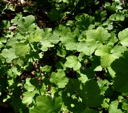 iNaturalist observation photo of mountain pink currant