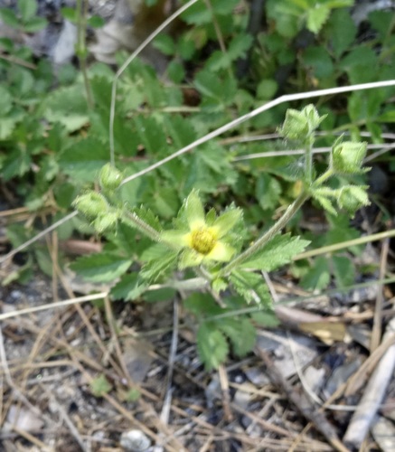 iNaturalist observation photo of sticky cinquefoil