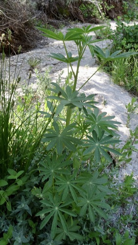 iNaturalist observation photo of Broadleaf Lupine