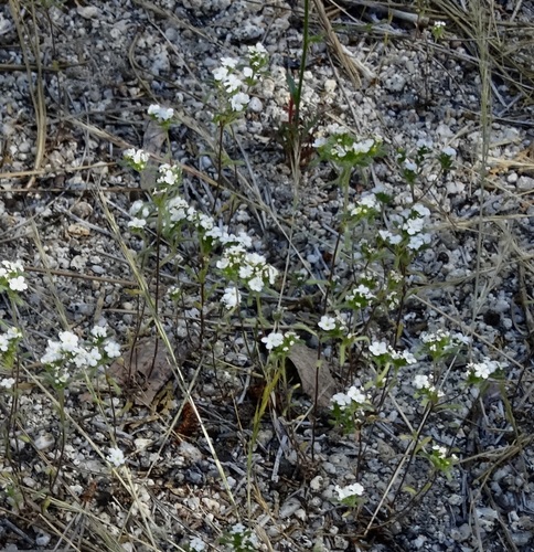 iNaturalist observation photo of Mountain Red-root Cryptantha