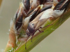 Cymus melanocephalus