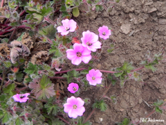 Geranium berteroanum