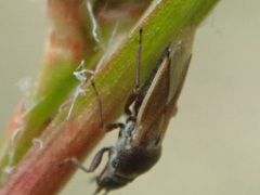 Cymus melanocephalus