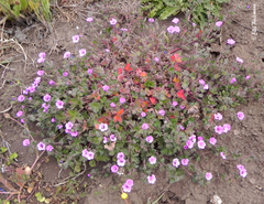 Geranium berteroanum