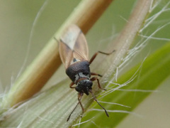 Cymus melanocephalus