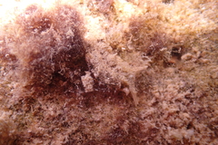 Plakobranchus ocellatus