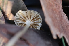 Mycena mijoi