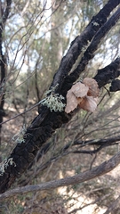 Hormiscium ericae