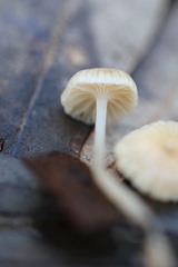 Mycena mijoi