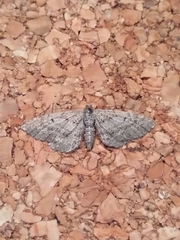 Eupithecia intricata