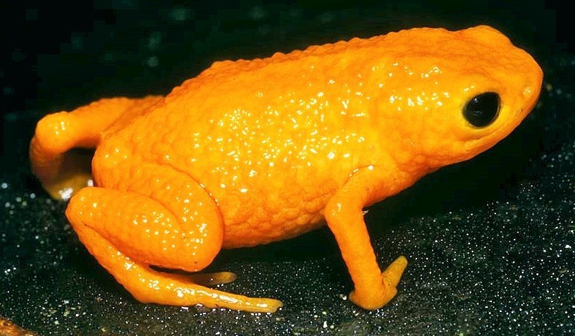 Vargem Alta Flea Toad