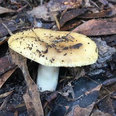 Russula marangania