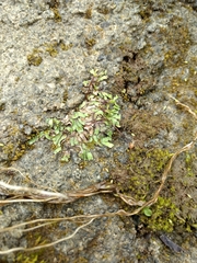 Asterella tenella