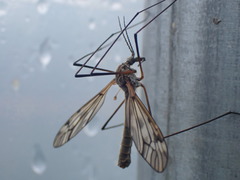Tipula rufina