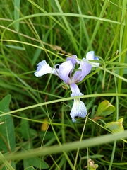 Iris prismatica