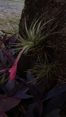 Tillandsia recurvifolia