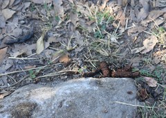 Bassariscus
