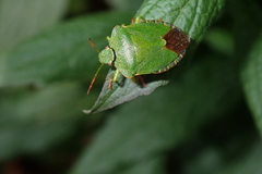 Palomena prasina