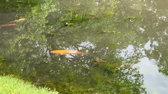 Cyprinus rubrofuscus