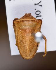 Ventocoris oblongus