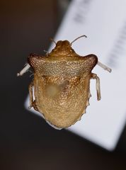 Ventocoris bulbifer