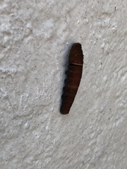 Papilio multicaudata