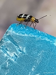 Paranapiacaba tricincta