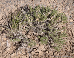 Chrysothamnus viscidiflorus puberulus