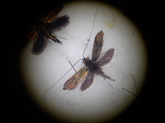 Nemophora albiciliellus