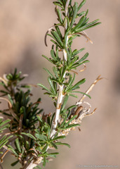 Chrysothamnus viscidiflorus puberulus