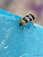 Paranapiacaba tricincta