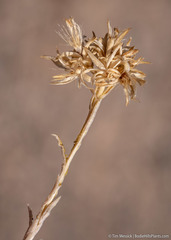 Chrysothamnus viscidiflorus puberulus