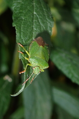 Palomena prasina