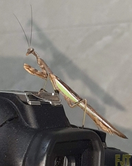 Stagmomantis limbata