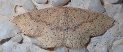 Cyclophora hyponoea