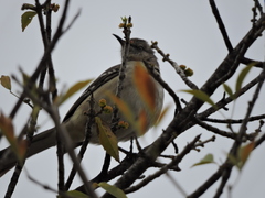 Mimus polyglottos