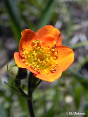 Geum magellanicum