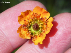 Geum magellanicum