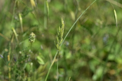 Bromus hordeaceus molliformis