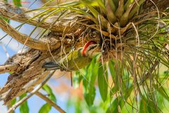 Xiphidiopicus percussus