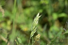 Bromus hordeaceus molliformis