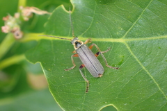 Cantharis nigricans