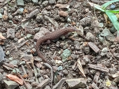 Sphaerodactylus