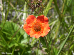 Geum magellanicum