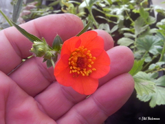 Geum magellanicum
