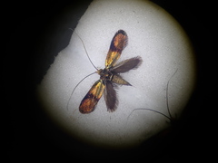 Nemophora albiciliellus