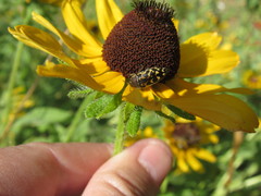 Acmaeodera mixta