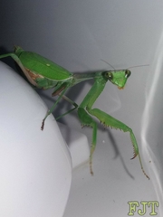 Stagmomantis limbata